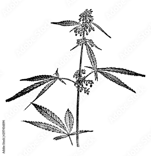 Hemp vintage illustration.