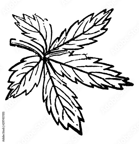 Digitate Leaf vintage illustration. photo