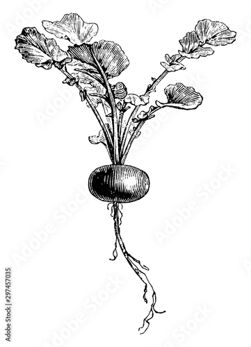 Early Rose Globe Radish vintage illustration.