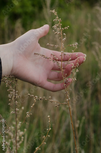 hand in field of wheat