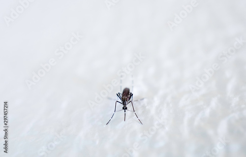 Mosquito ,cause sick Malaria,Dengue,Chikungunya,Mayaro fever,Dangerous Zica virus,influenza,Zika virus © sirinyapak