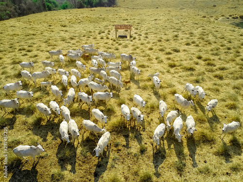 Fototapeta aerial view of herd nelore cattel on dry pasture in Brazil