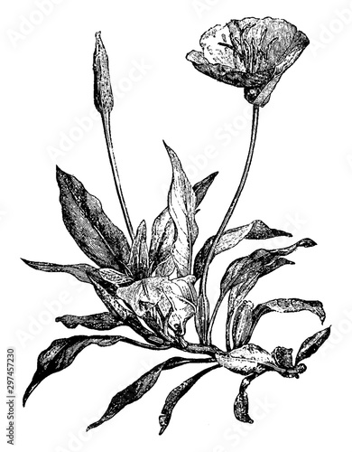Oenothera Missouriensis Latifolia vintage illustration. photo