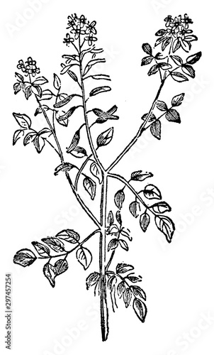 Watercress vintage illustration.