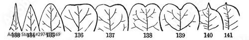 Apex of Leaves vintage illustration.