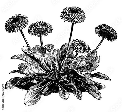 Bellis Perennis Flore-Pleno vintage illustration.