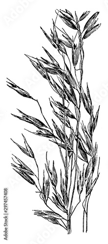 Smut of Oats vintage illustration.