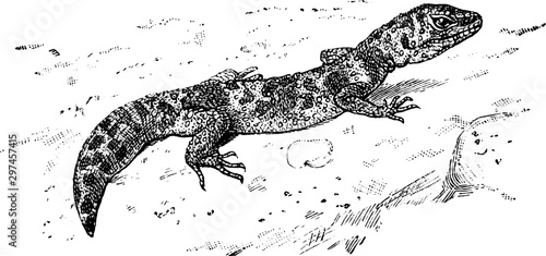 Leopard Gecko, vintage illustration.