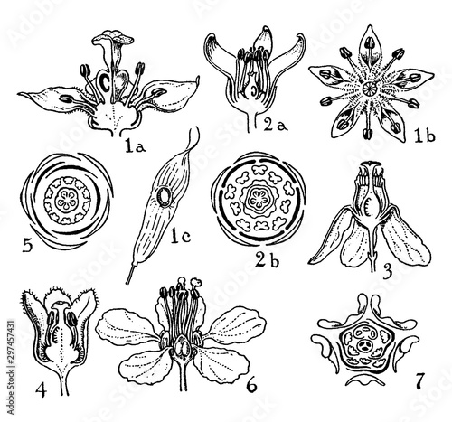 Orders of Simarubaceae, Burseraceae, Meliaceae, and Malpighiaceae vintage illustration.