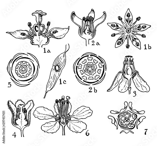 Orders of Simarubaceae, Burseraceae, Meliaceae, and Malpighiaceae vintage illustration. photo