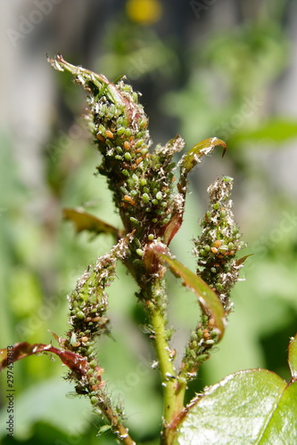 An infestation of Aphids on Rose buds