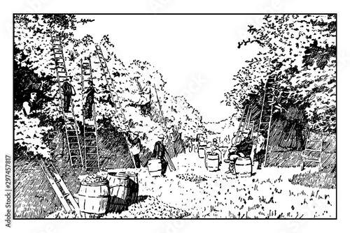 Apple Orchard at Harvest Time vintage illustration.