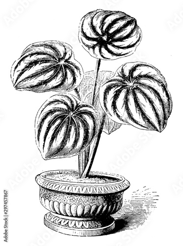 Peperomia Saundersii vintage illustration. photo