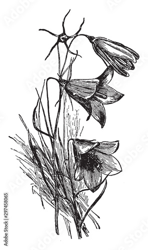 Campanula Rotundifolia vintage illustration.