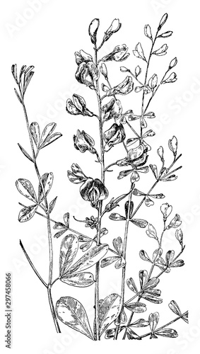 Blue False Indigo and Wild Indigo vintage illustration.