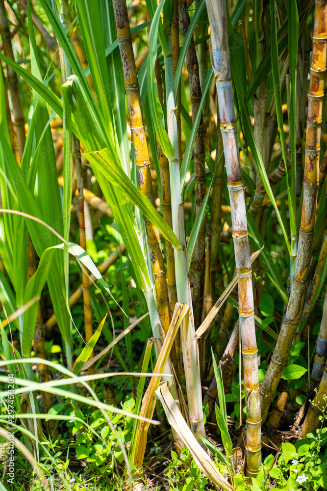 fresh sugarcane from garden fresh sugarcane from garden