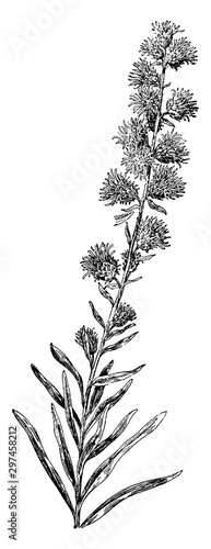 composite, plant, flowers, Liatris, Scariosa, tall, blazing, star vintage illustration.