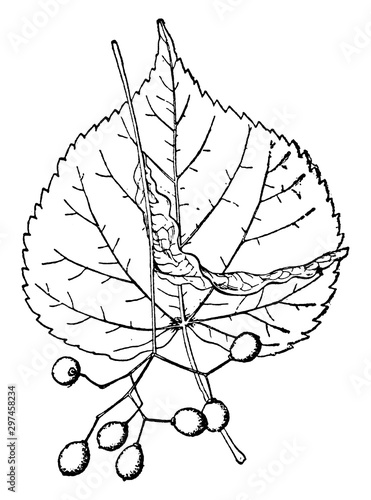 branch, flowers, Tilia, Cordata, perennial, ornamental, plant vintage illustration.