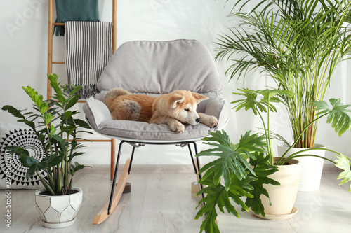 Tableau sur toile Cute Akita Inu dog on rocking chair in room with houseplants