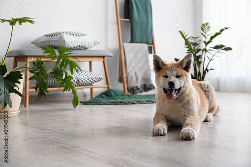 Cute Akita Inu dog in room with houseplants. Space for text