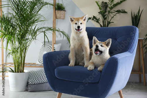 Photography Cute Akita Inu dogs on armchair in room with houseplants