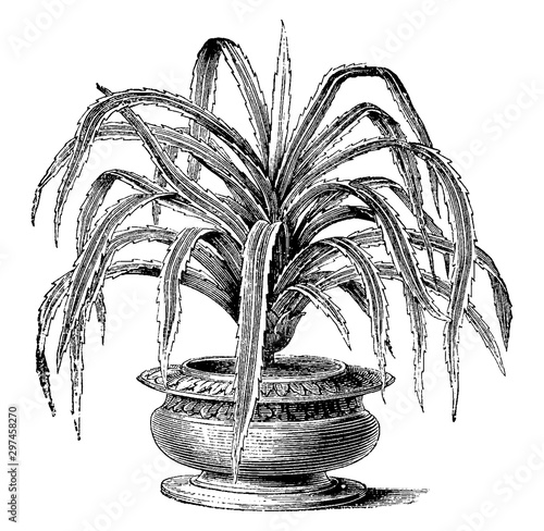 Pandanus, candelabrum, Variegatus, screw, pine, shrub, flower, leaves vintage illustration.