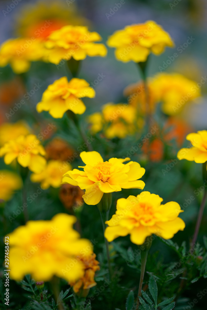 Marigold yellow flowers with green leaf Marigold yellow flowers with green leaf