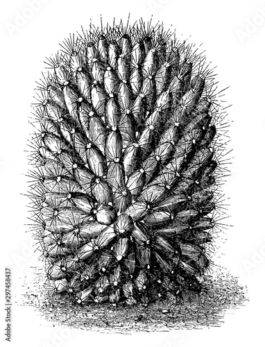 Mammillaria Dolichocentra vintage illustration. photo