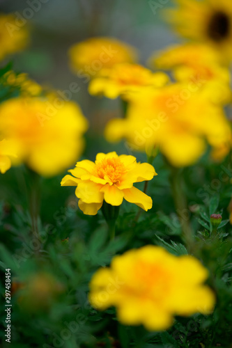 Marigold yellow flowers with green leaf © makoto sato