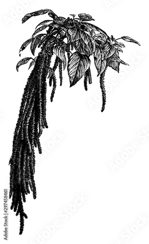 Flower Spike of Amaranthus Caudatus vintage illustration.