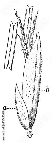 Vernal Grass vintage illustration.