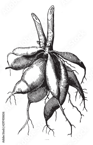 Dahlia Root vintage illustration.