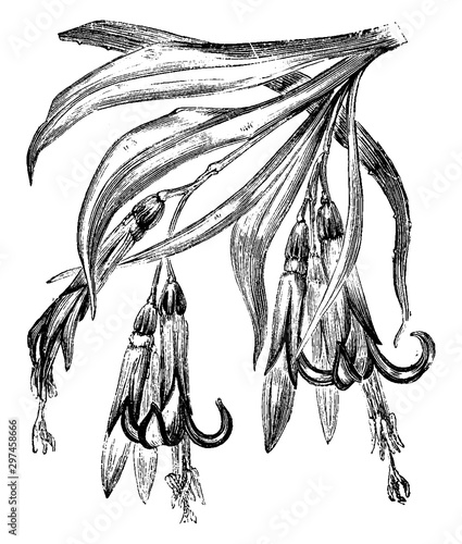 Flowers of Billbergia Ntans vintage illustration. photo