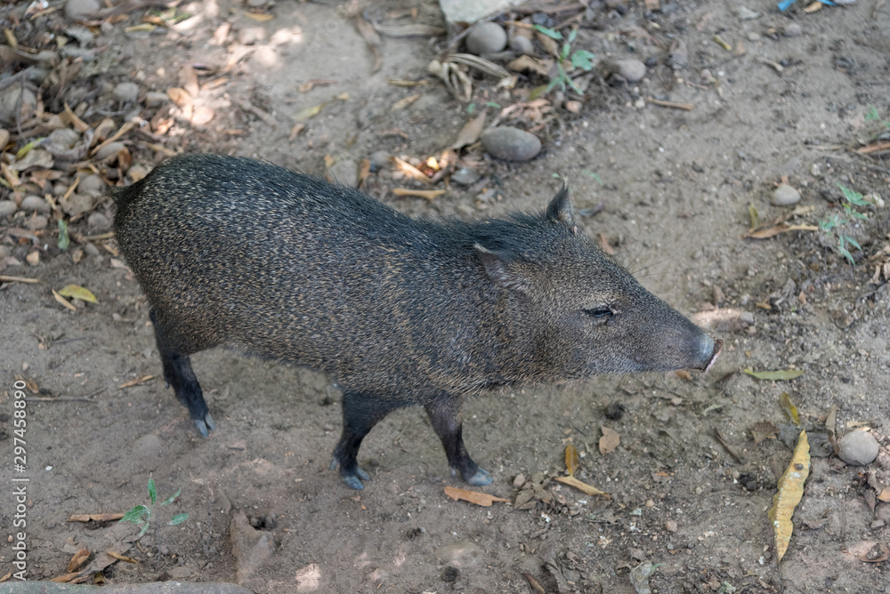 Peccary in a nature reserve park in Colombia Peccary in a nature reserve park in Colombia