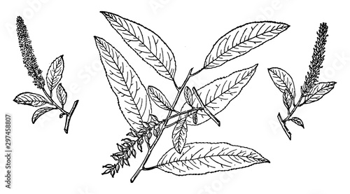 Branch of Red Willow vintage illustration.