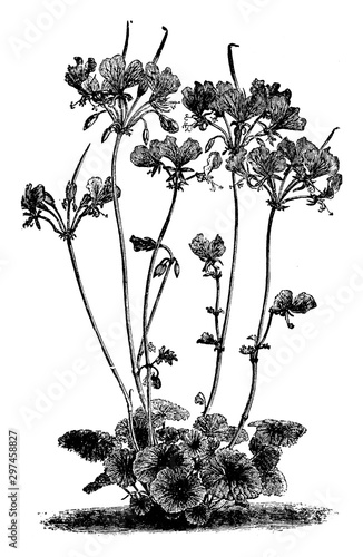 Pelargonium Endlicherianum vintage illustration. photo