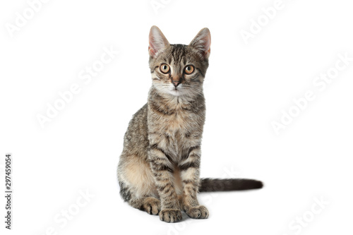 Grey tabby cat on white background. Adorable pet