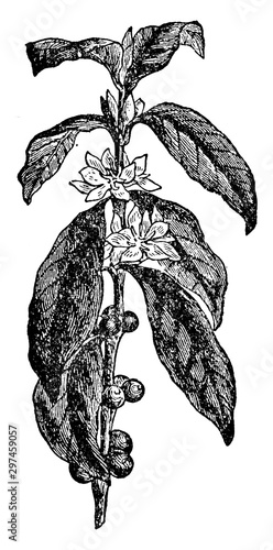 Coffea Arabica vintage illustration.