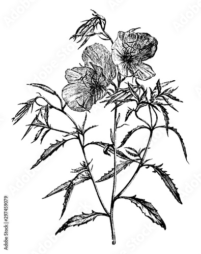 Flowering Branch of Oenothera Speciosa vintage illustration.