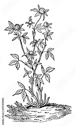 Red Clover vintage illustration.