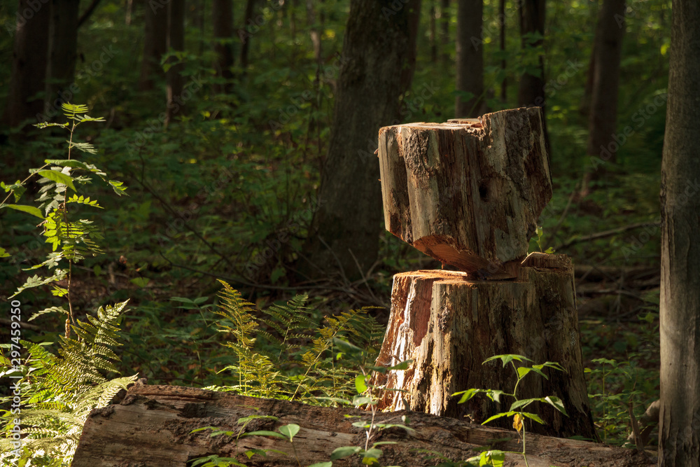 Obraz premium stump in forest