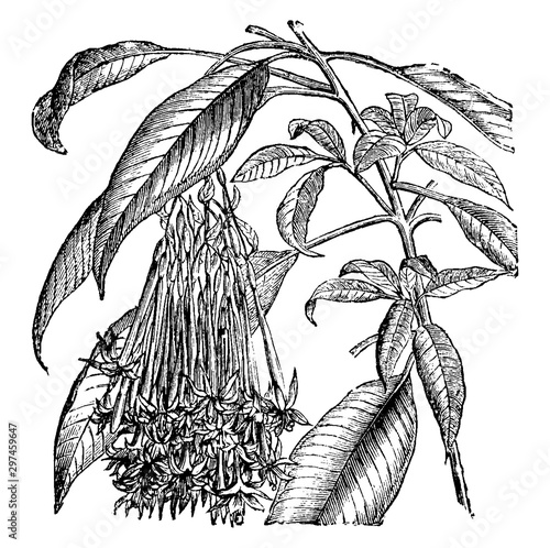 Flowering Branch of Fuchsia Corymbiflora vintage illustration. photo