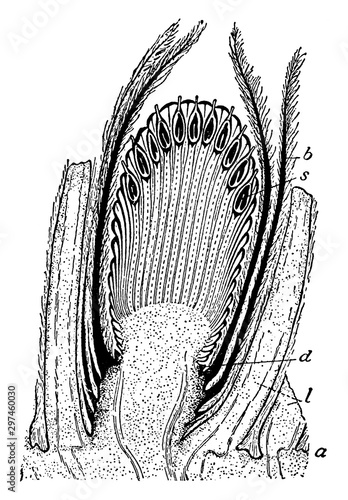 Cycadeoid vintage illustration.