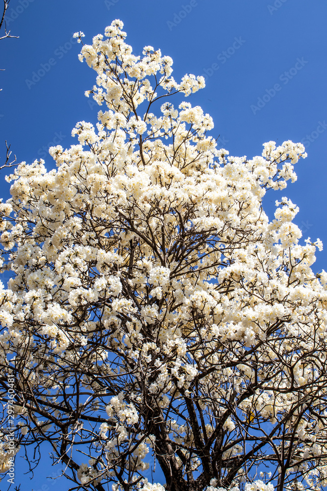 Ipes white tree flowering grove with selective focus in the municipality of Marilia Ipes white tree flowering grove with selective focus in the municipality of Marilia