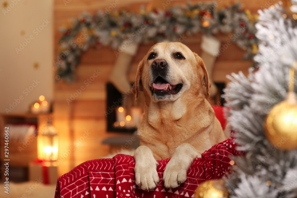 Cute dog on sofa in room decorated for Christmas. Adorable pet - obrazy, fototapety, plakaty 