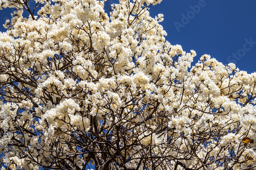 Ipes white tree flowering grove with selective focus in the municipality of Marilia