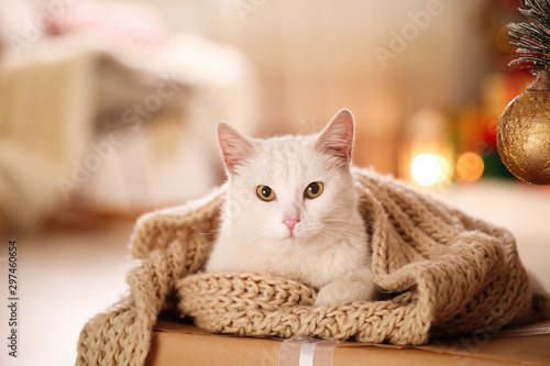 Obraz na plátně Cute white cat with scarf in room decorated for Christmas