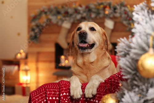 Cute dog on sofa in room decorated for Christmas. Adorable pet
