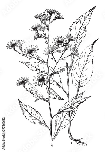 Aster Lindleyanus vintage illustration.