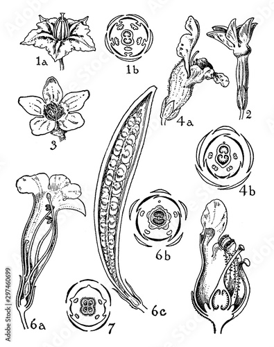 Orders of Solanaceae, Scrophylariaceae, Bignoniaceae, and Pedaliaceae. vintage illustration. photo